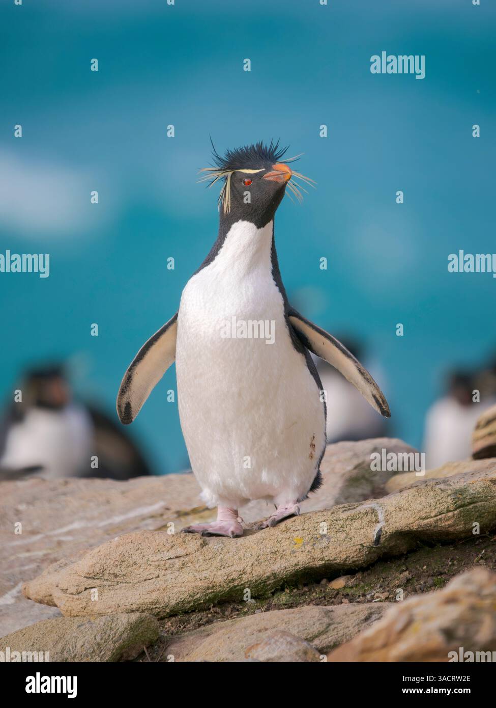 Rockhopper penguin during spring on Saunders Island, Falkland Islands ...