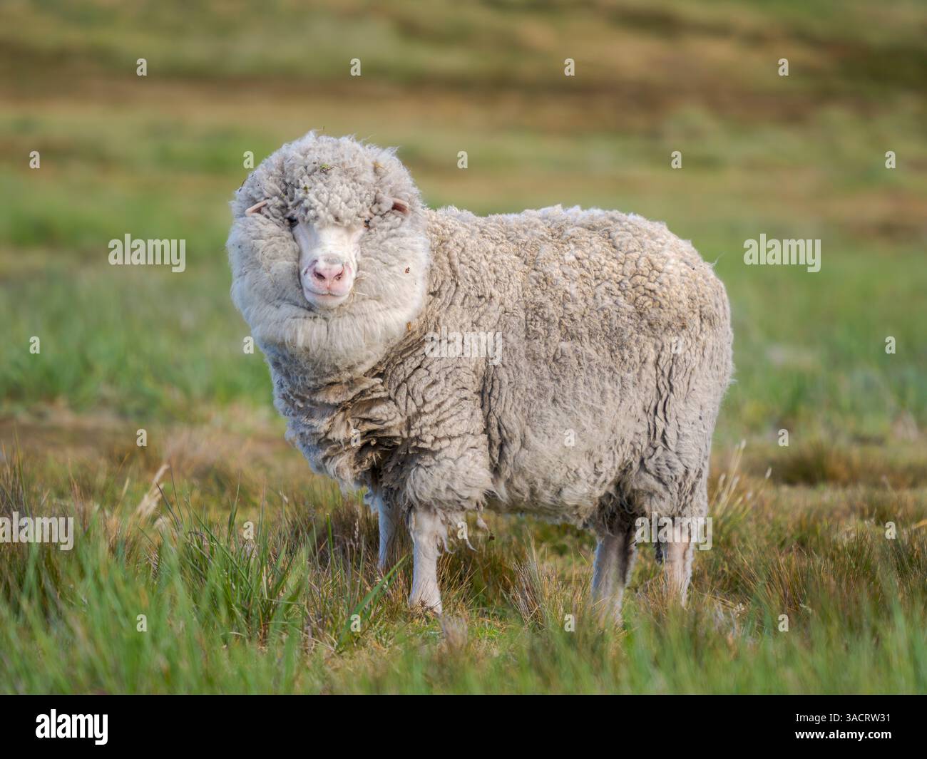 Merino sheep. Sheep farming is still of great economic importance to the Falkland Islands, Volunteer Point, summer Stock Photo