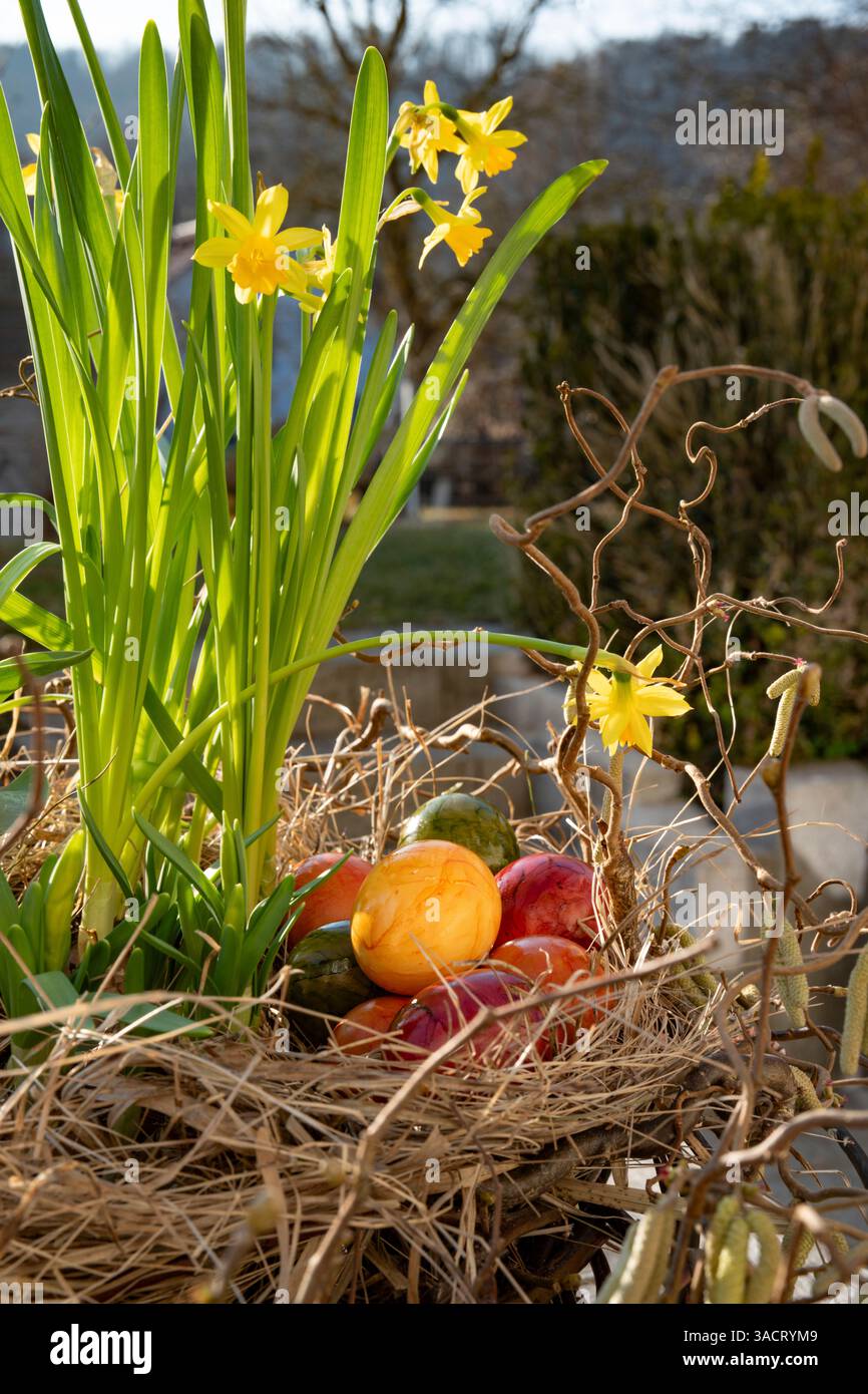 Colorful easter eggs in straw nest with spring flowers Stock Photo