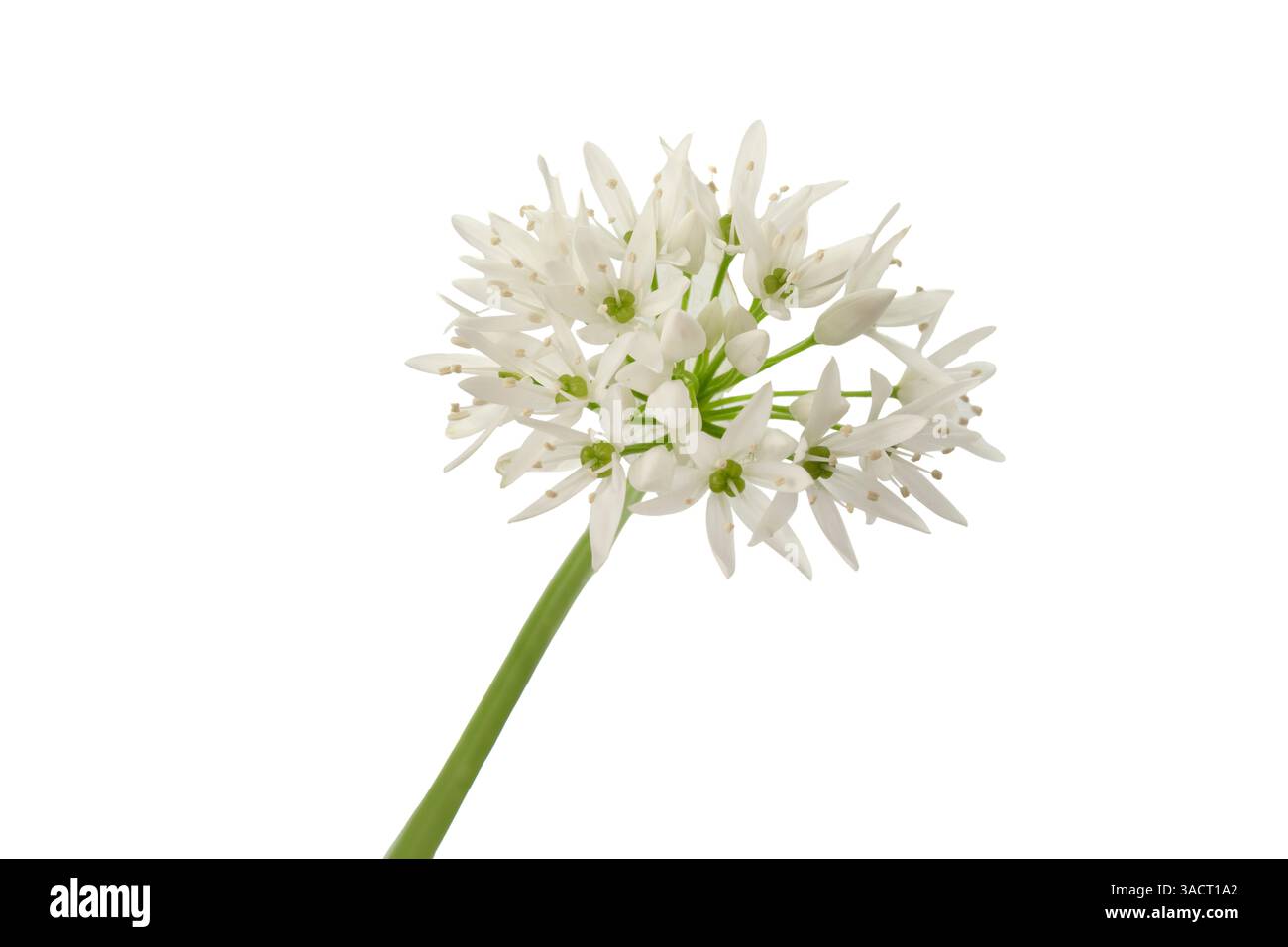 Wild garlic flower isolated on a white background Stock Photo
