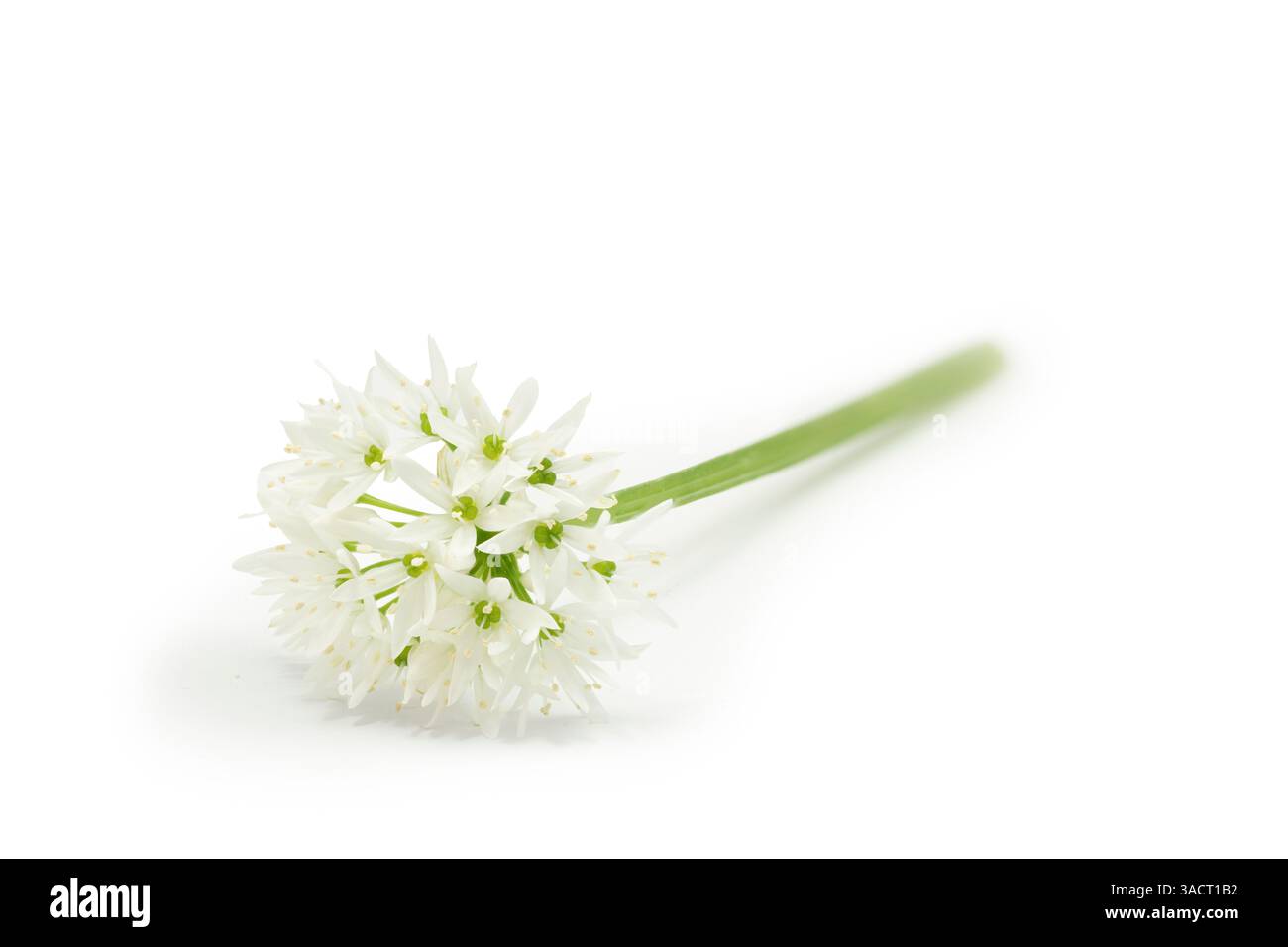 Wild garlic flower isolated on a white background Stock Photo