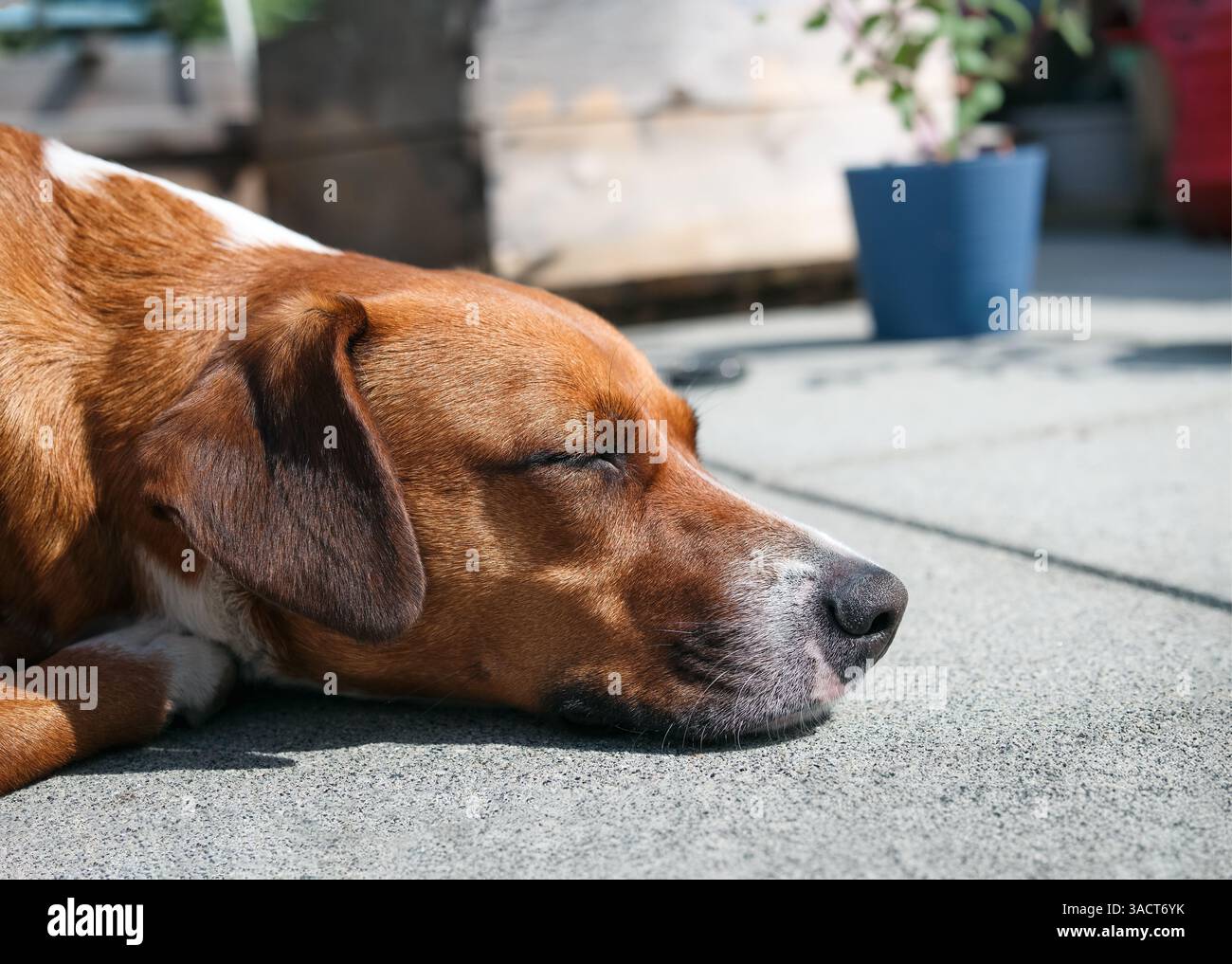 Dog sleeping on patio on sunny day. Relaxed puppy dog with head resting ...