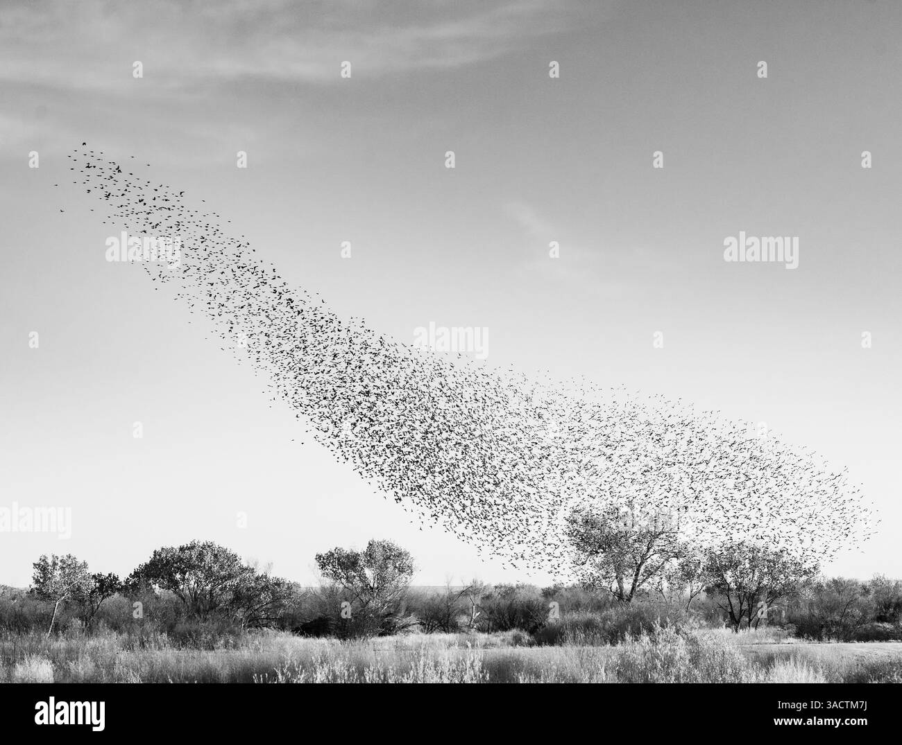 Blackbird murmuration, Bosque del Apache National Wildlife Refuge, New Mexico Stock Photo