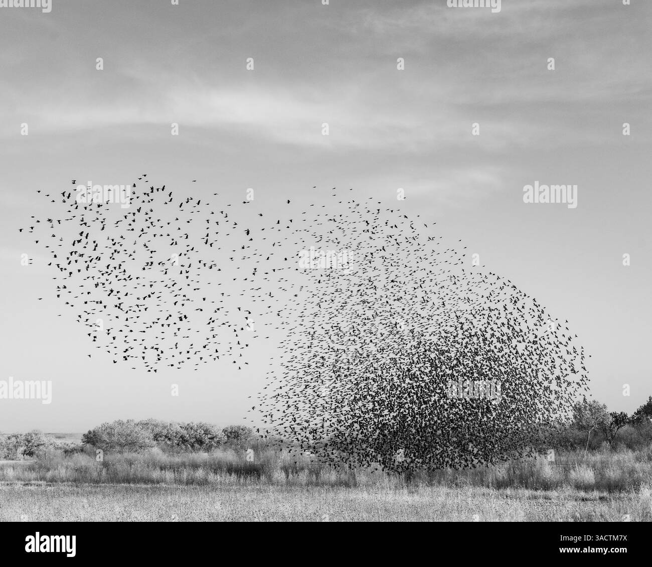 Blackbird murmuration, Bosque del Apache National Wildlife Refuge, New Mexico Stock Photo