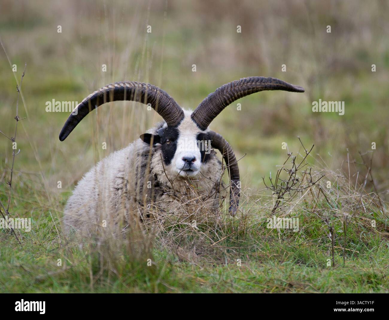 Jacob sheep ram hi-res stock photography and images - Alamy, image size:1300x1070