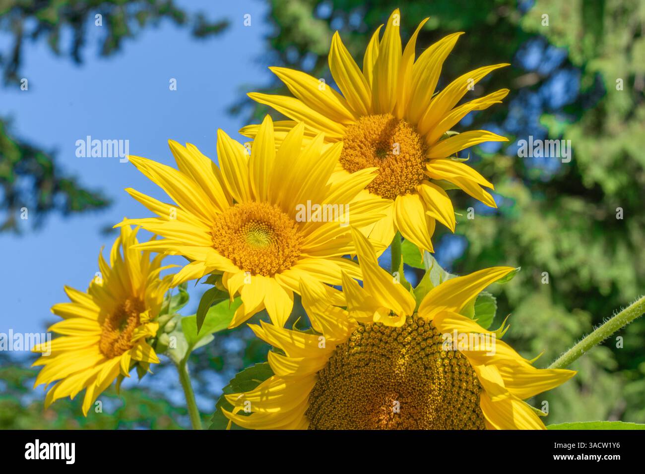 Issaquah, Washington State, USA. Dwarf sunflowers Stock Photo