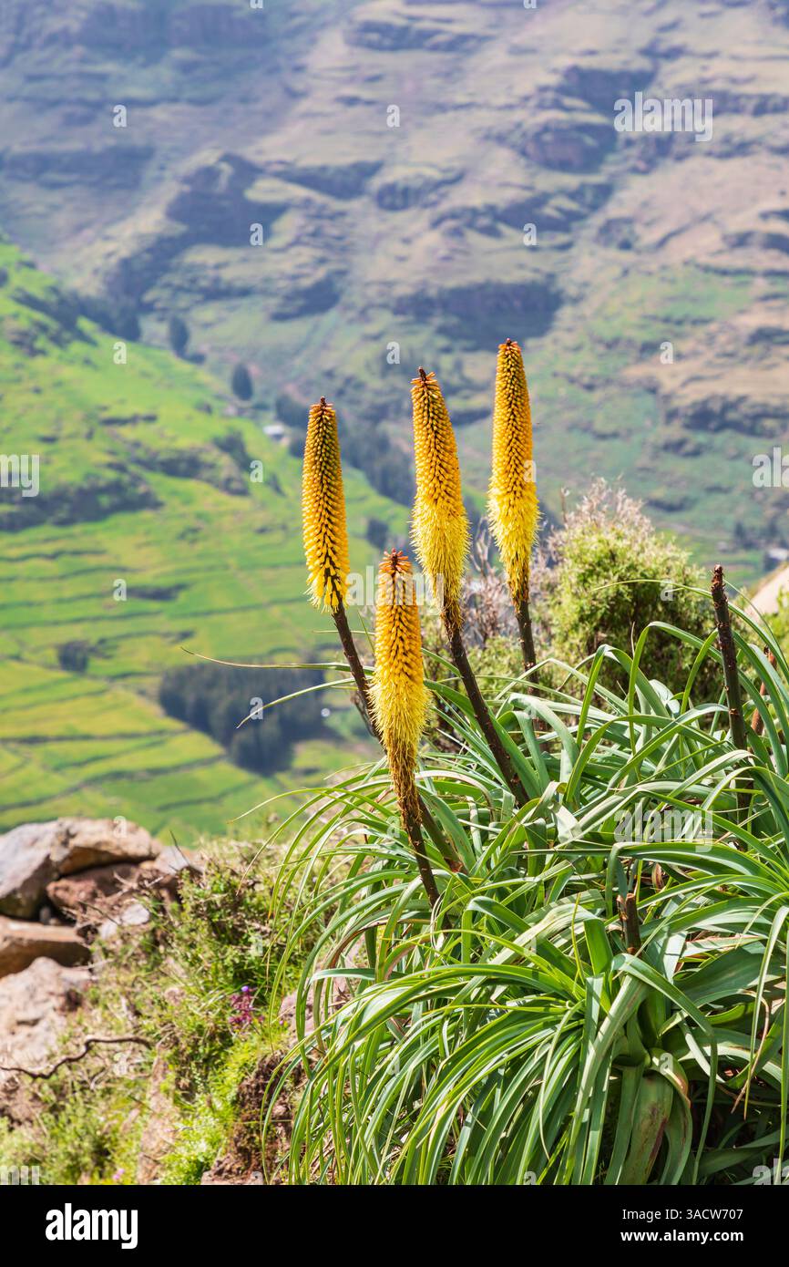Ethiopian flowers hi-res stock photography and images - Alamy