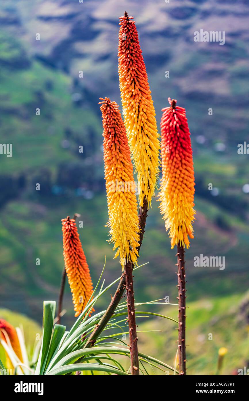 filifolia air plant Wholesale: Tillandsia Filifolia Air Plants [Min Order 12]