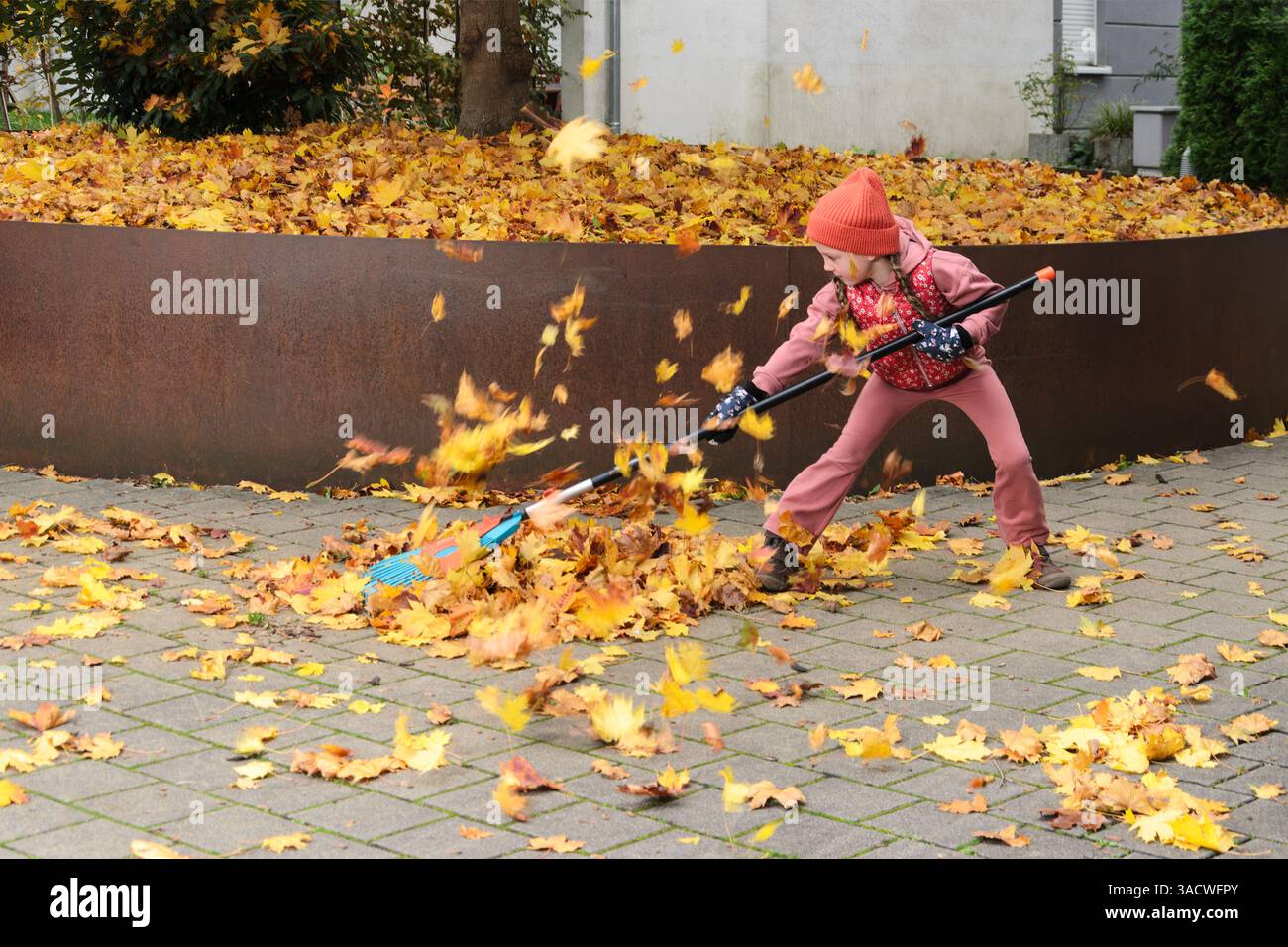 A girl child rakes fallen leaves from a maple tree Stock Photo - Alamy