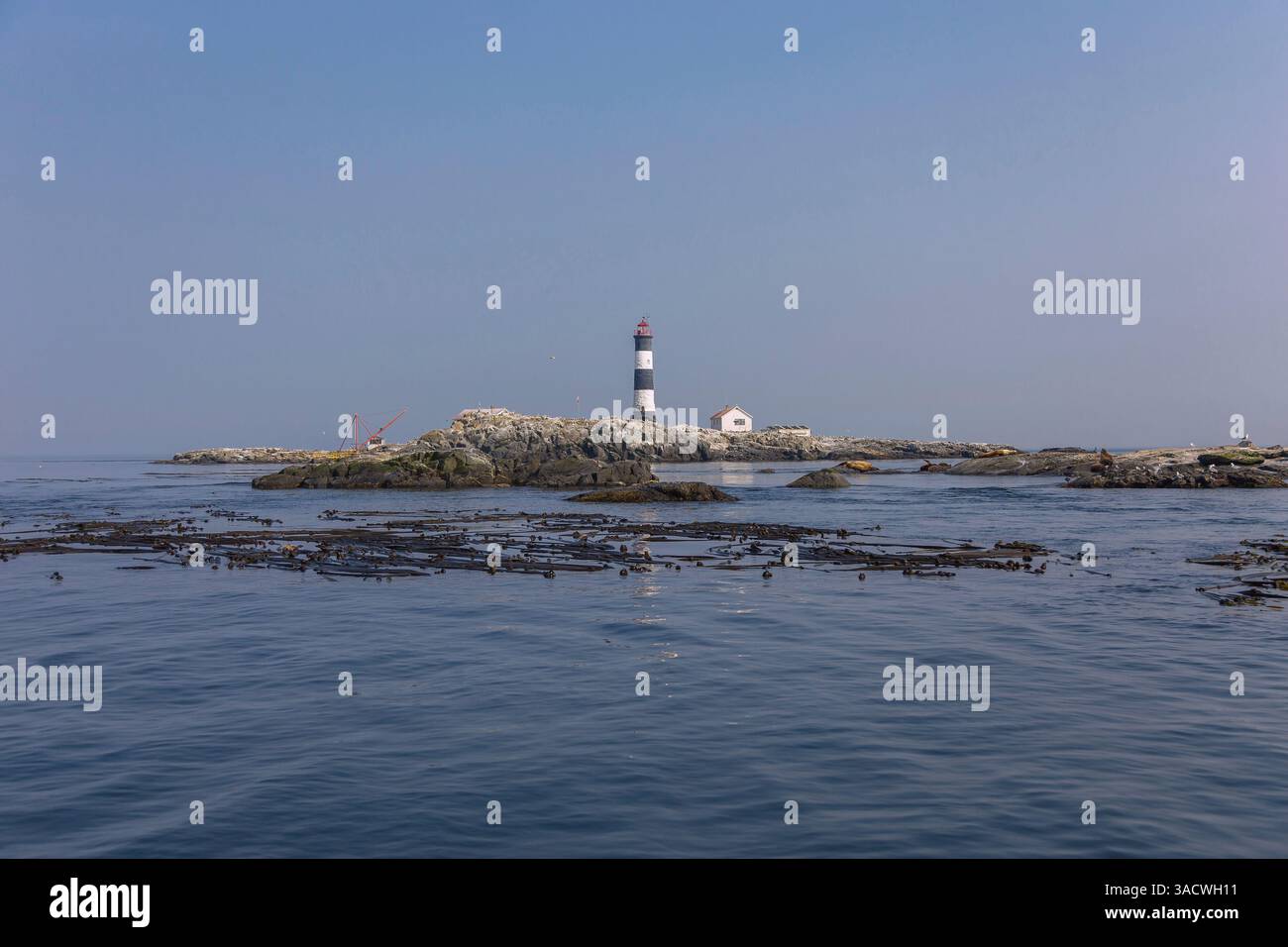 Race Rocks Island near Victoria with Steller sea lions, Juan de Fuca ...