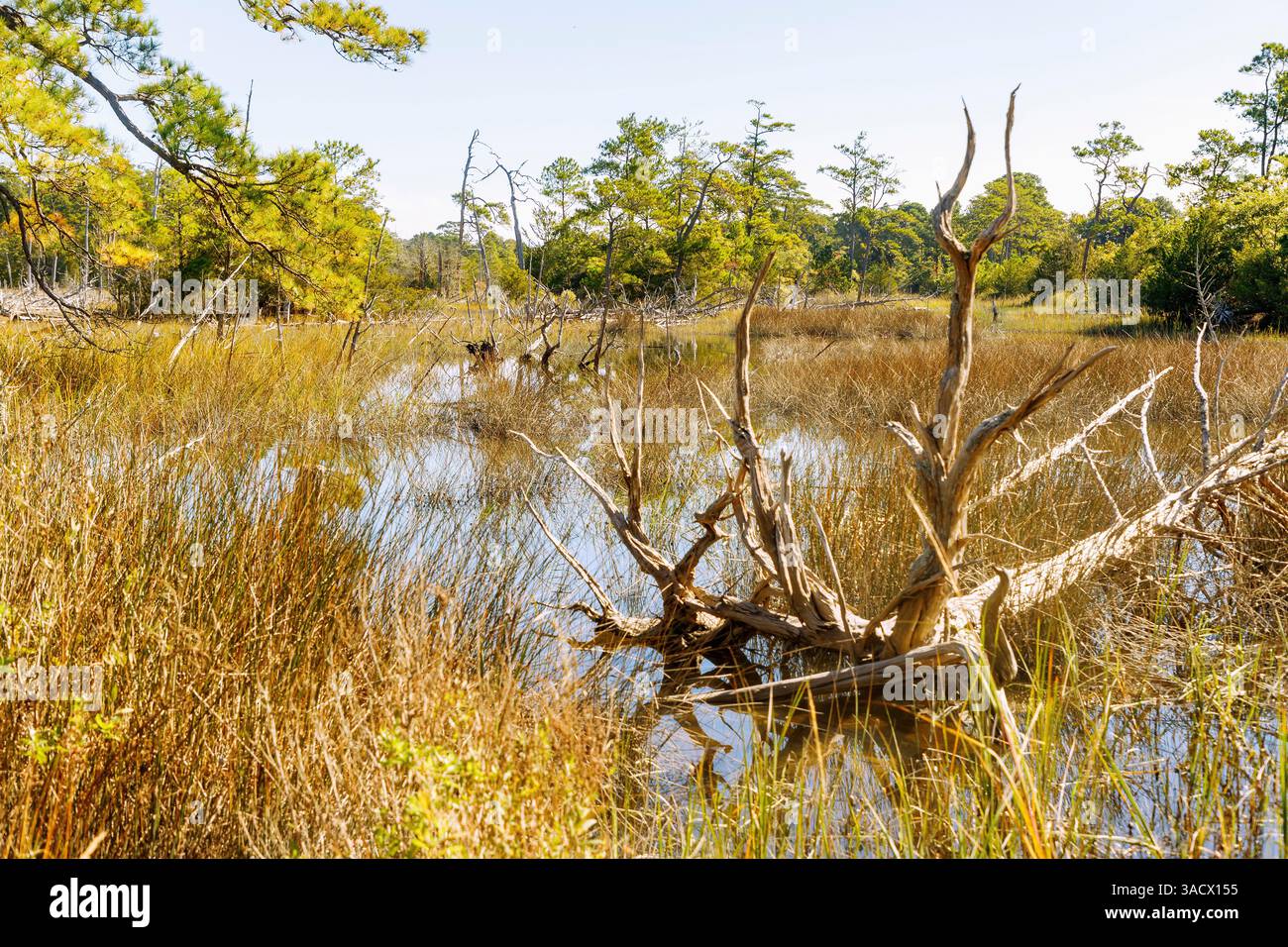 Cypress Swamp at First Landing State Park (Cape Henry Trail) in ...