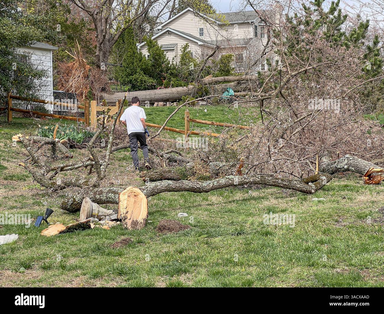 A powerful overnight storm downed trees and damaged cars in Media, PA ...