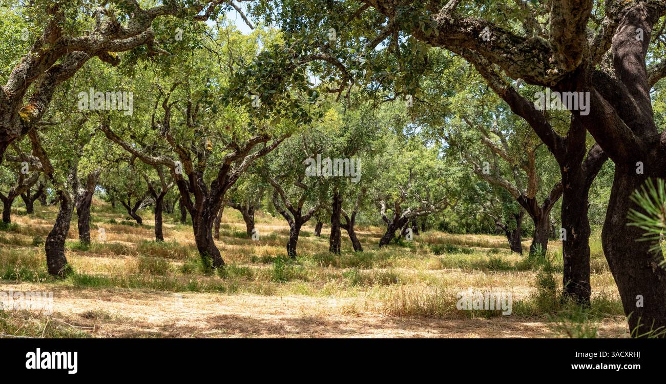 Corc trees hi-res stock photography and images - Alamy