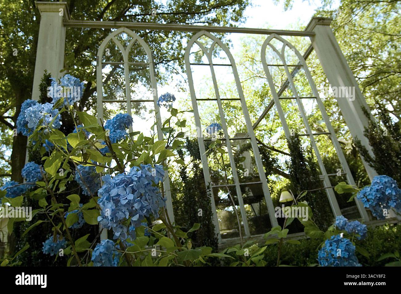 Hydrangea Windows Jun 07, 2008 - Douglasville, Georgia, USA - Hydrangeas frame Gothic ...