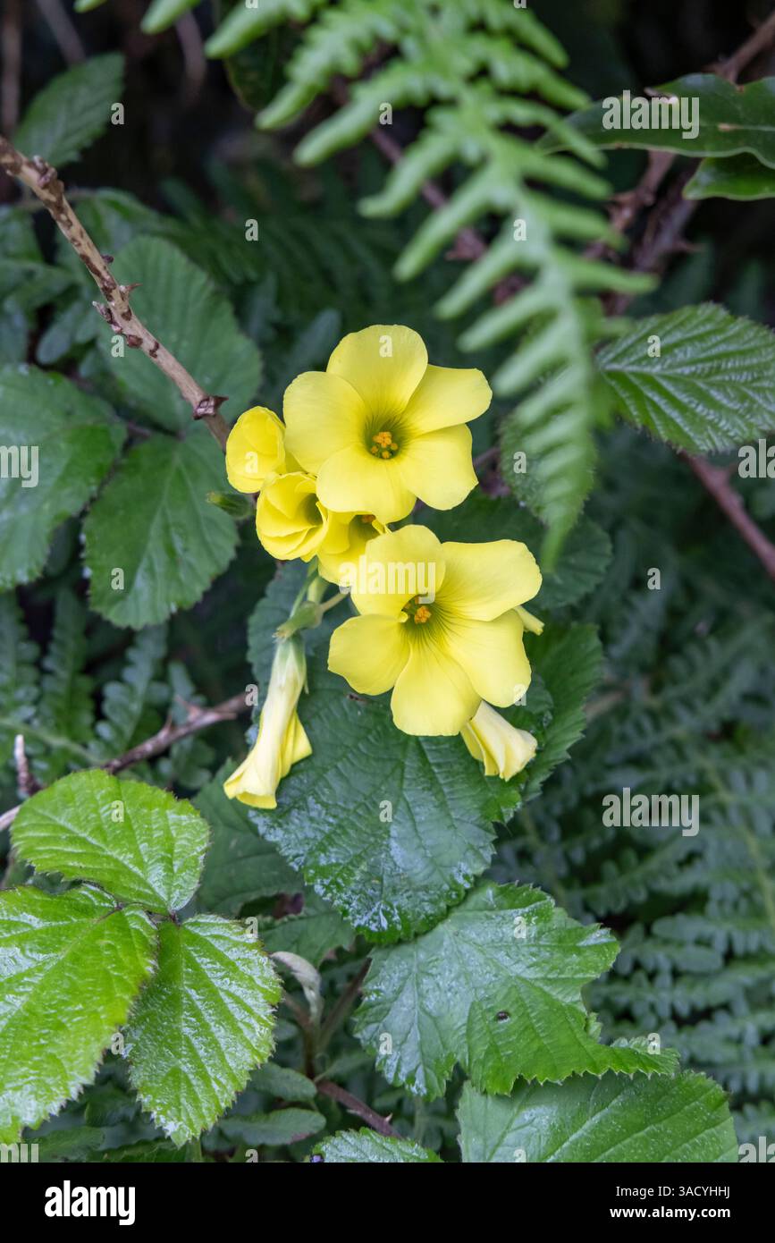 Terceira, Azores, Portugal. Wildflowers and lush greenery. Stock Photo