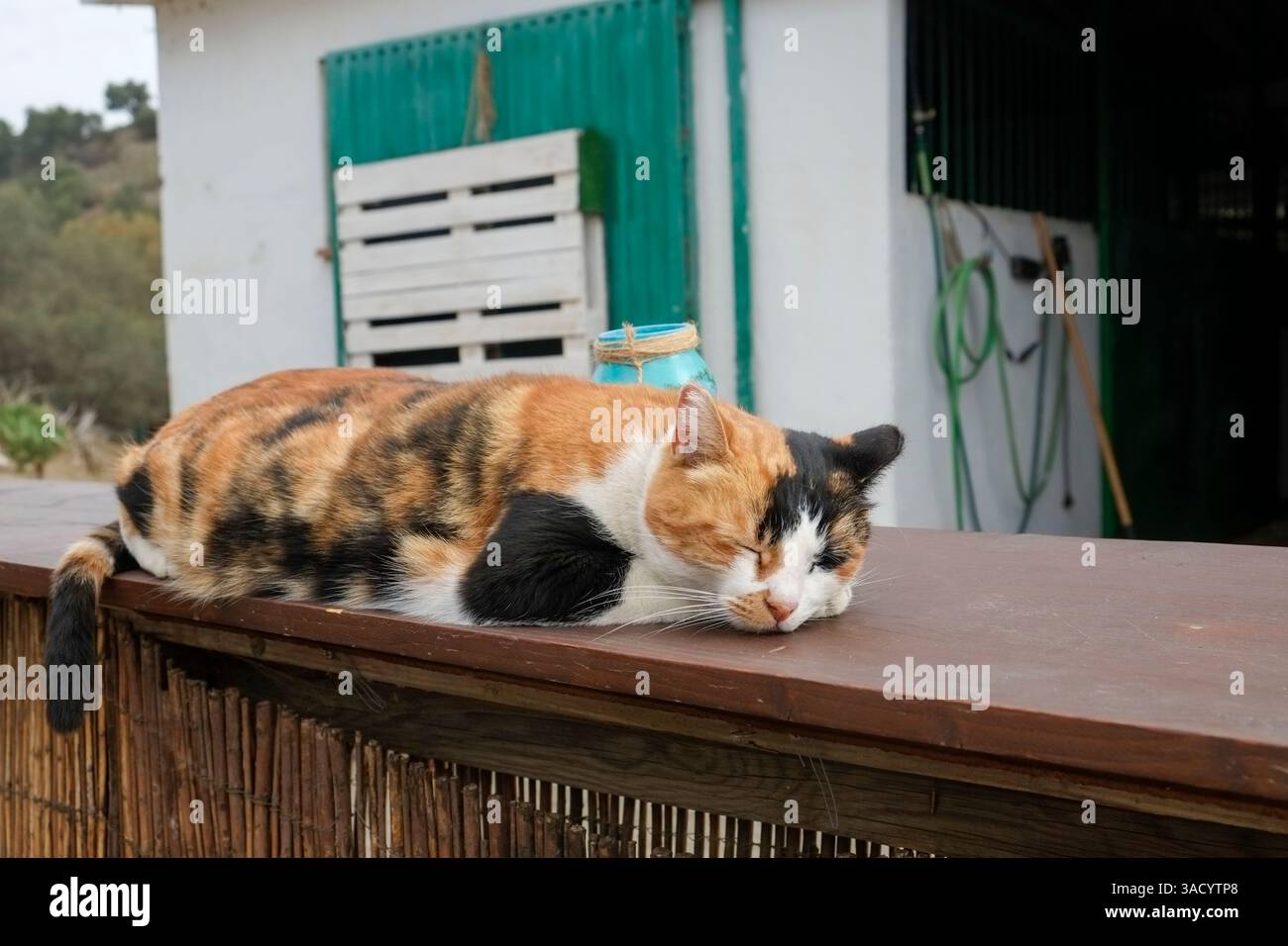 Mijas, Spain. Feral farm cat Stock Photo