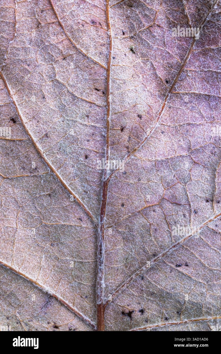 dried leaf of an oakleaf hydrangea, background image Stock Photo
