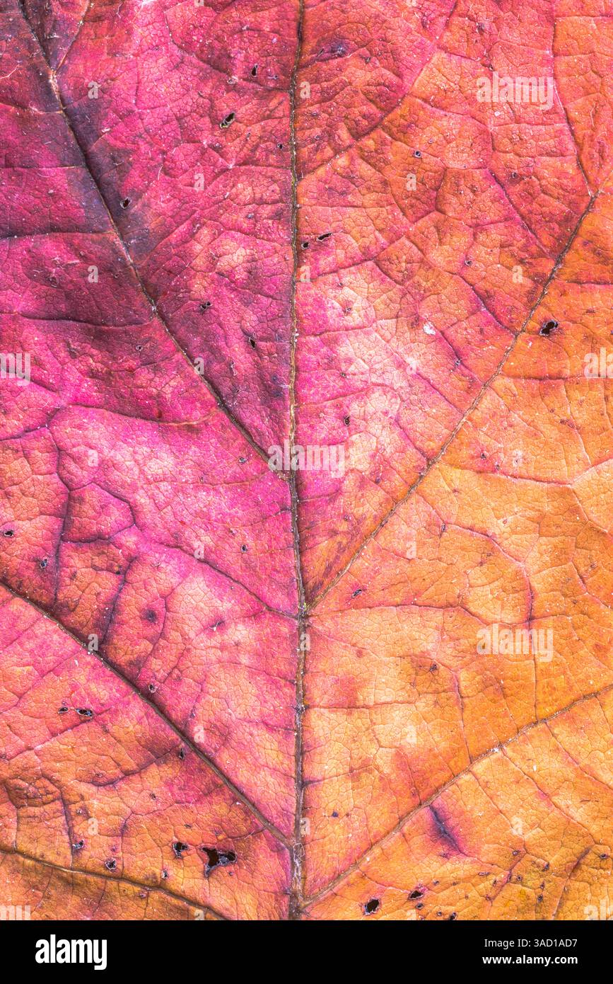 dried leaf of an oakleaf hydrangea, background image Stock Photo