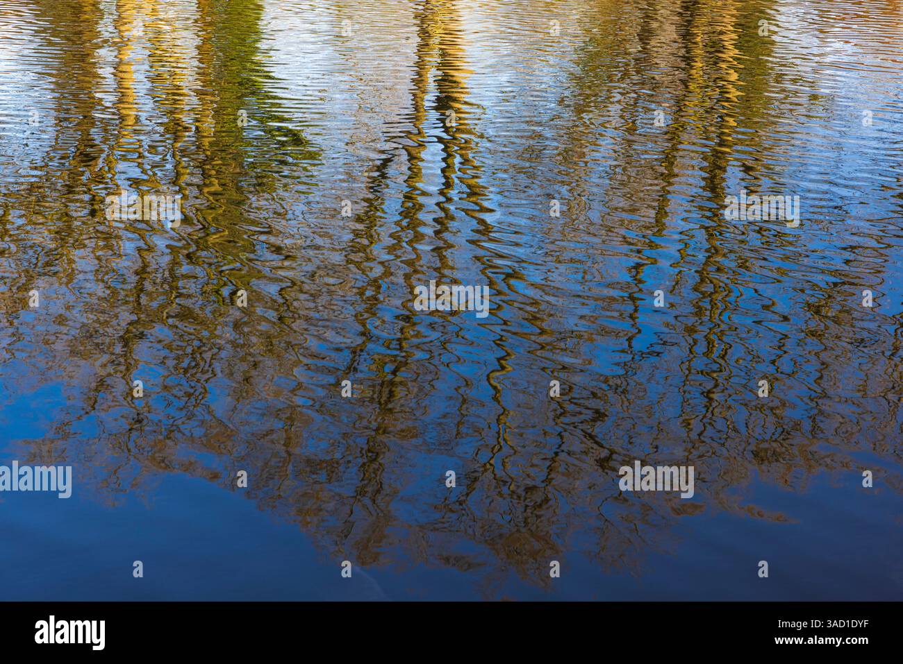 Trees are reflected on the surface of the water Stock Photo - Alamy