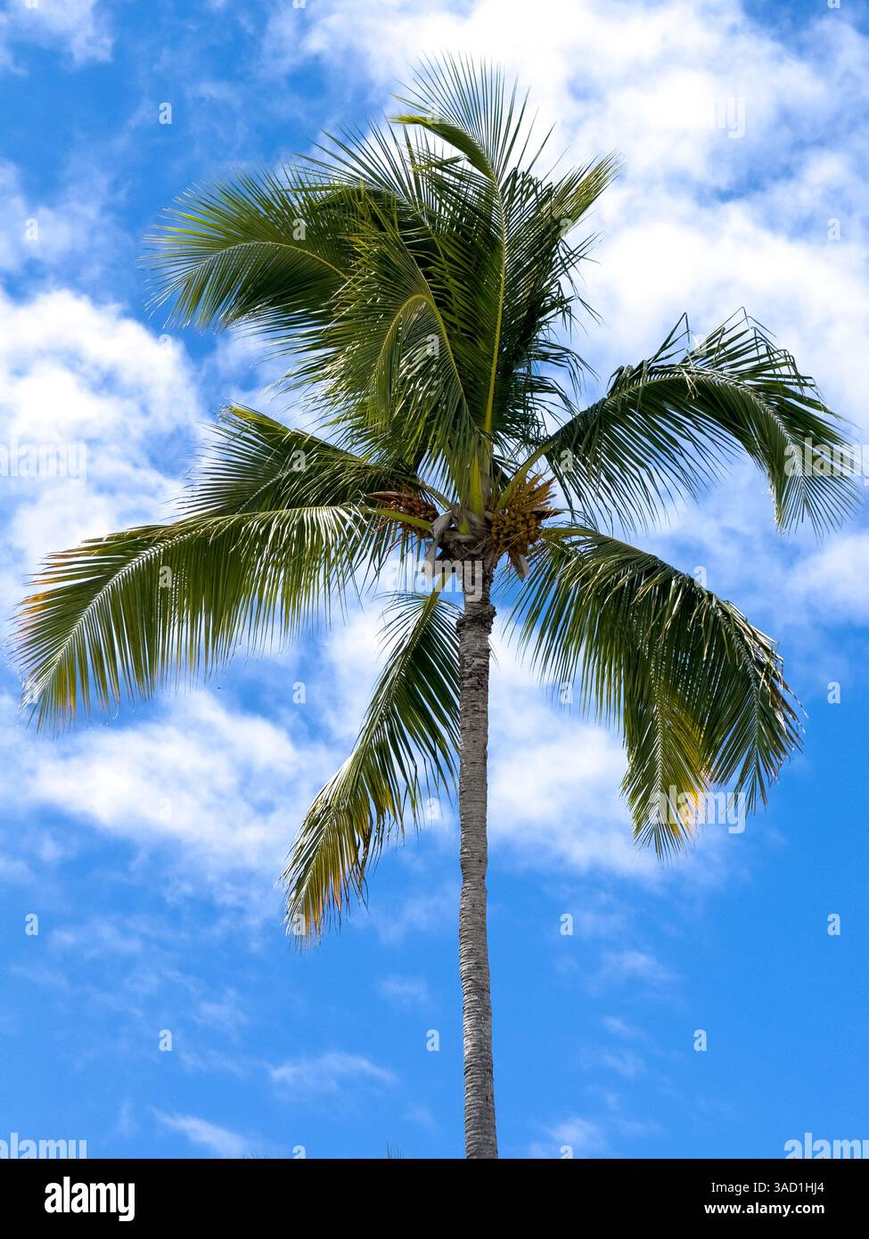 Palm tree is standing tall in a blue sky. The sky is clear and bright ...