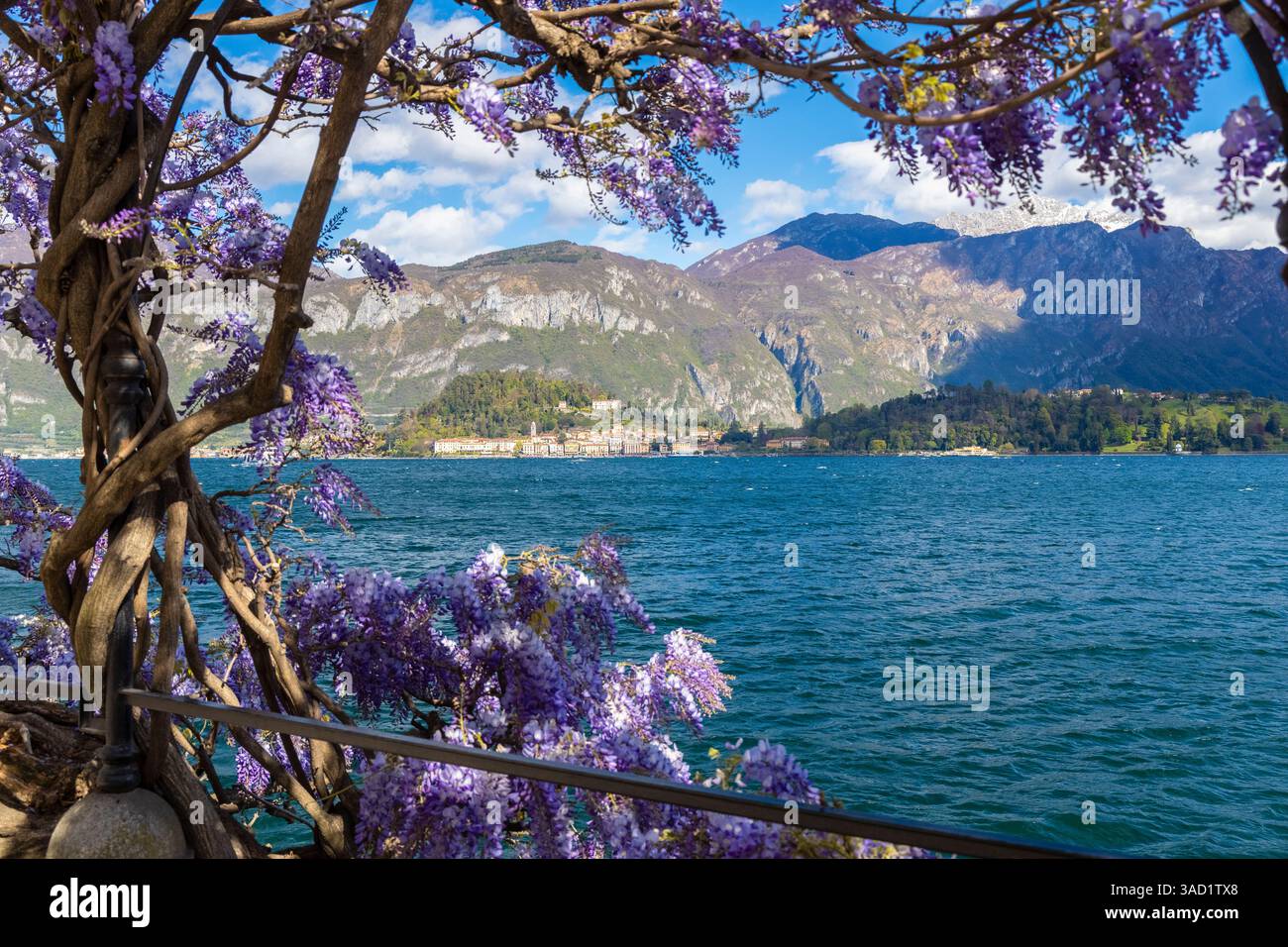 View Of Bellagio Village In Spring With The Blooming Of A Wisteria At view-of-bellagio-village-in-spring-with-the-blooming-of-a-wisteria-at