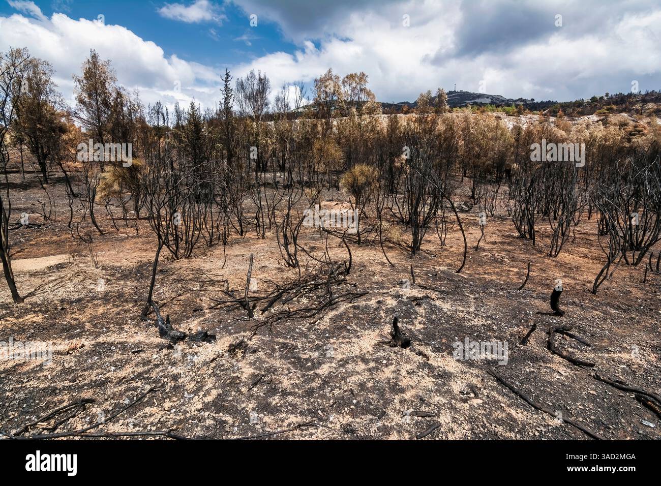Scorched trees and blackened earth dominate this desolate forest scene ...