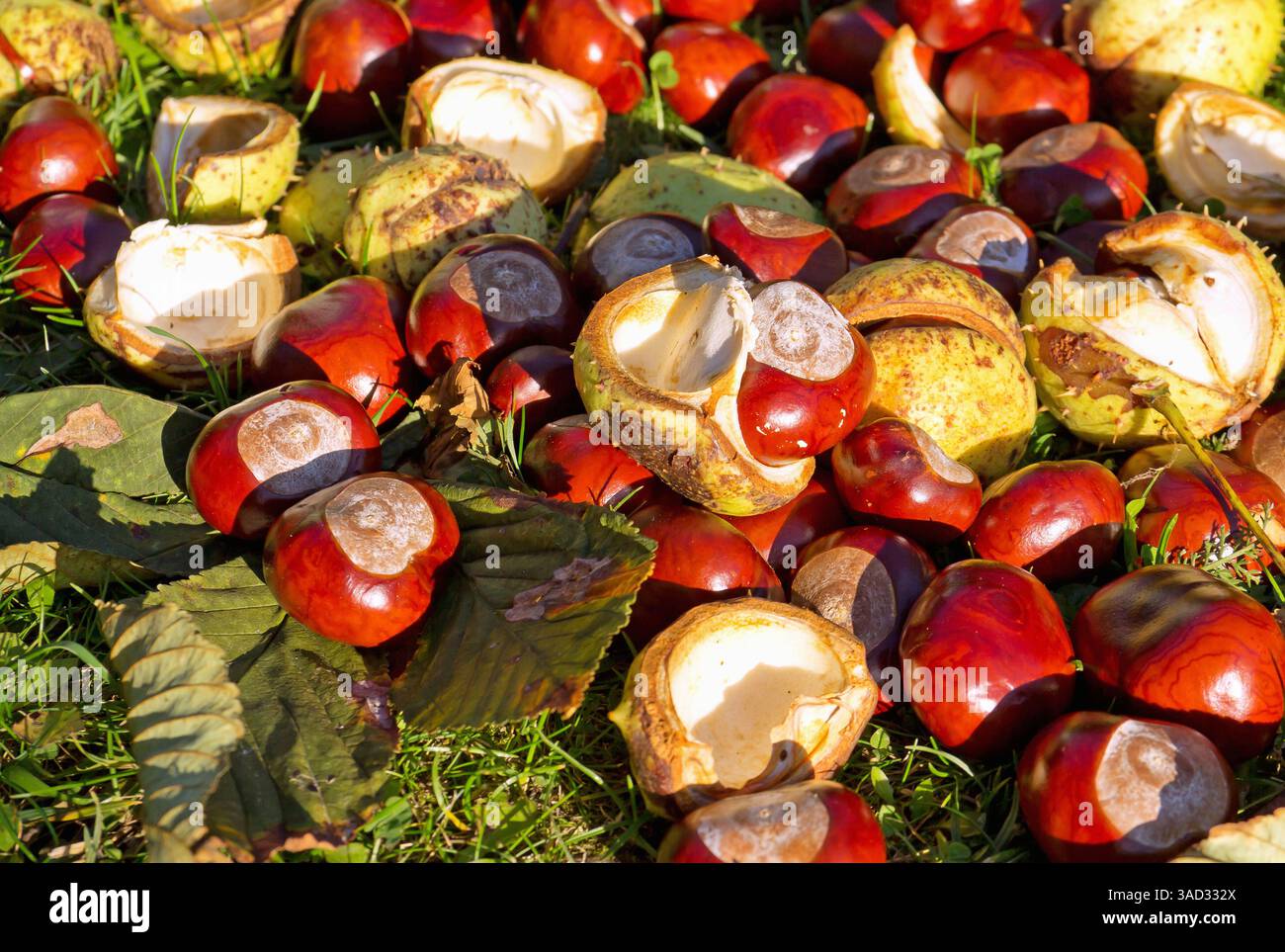 Horse chestnuts with and without shell in the grass hi-res stock ...