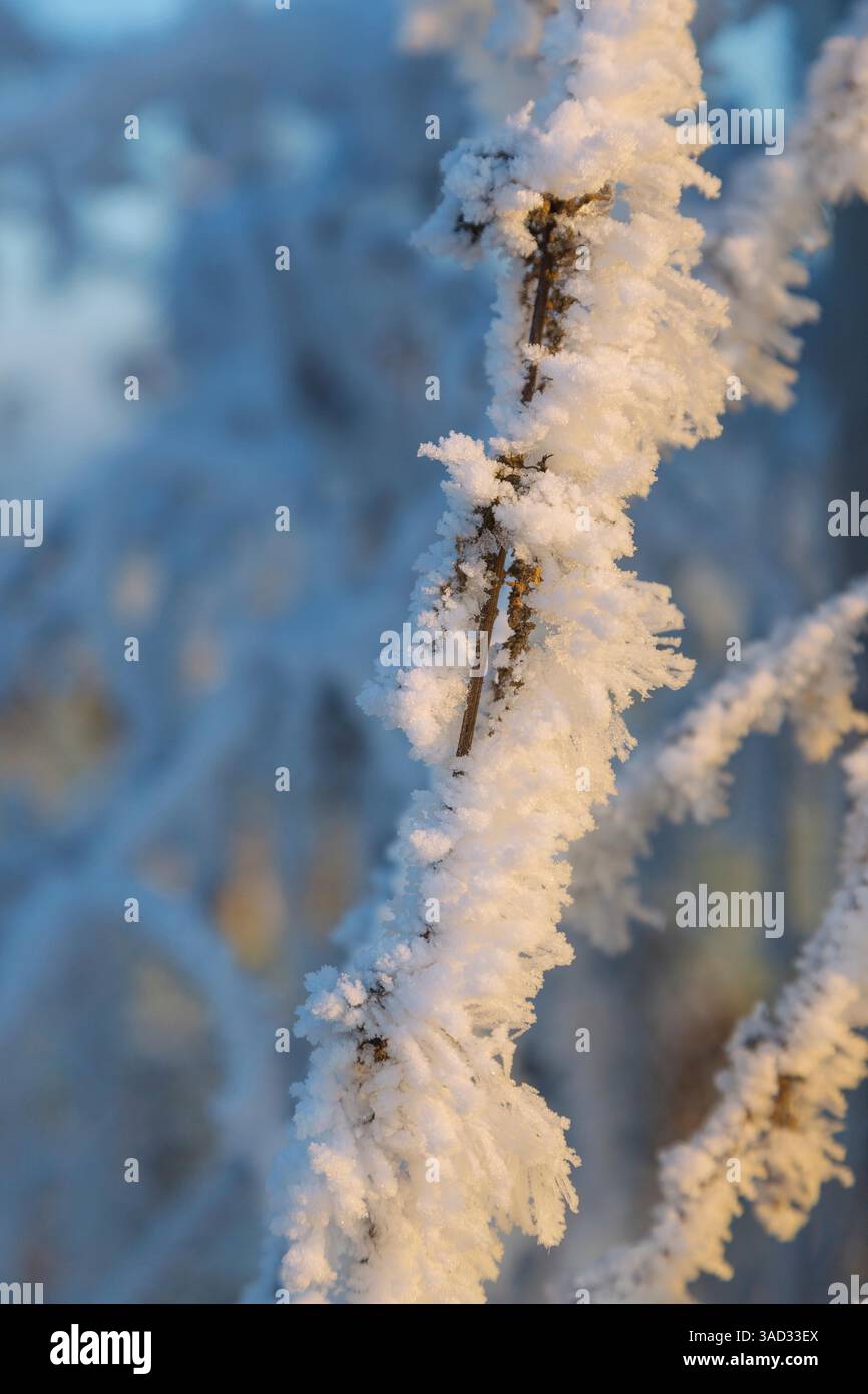 Hoarfrost crystals on branches Stock Photo