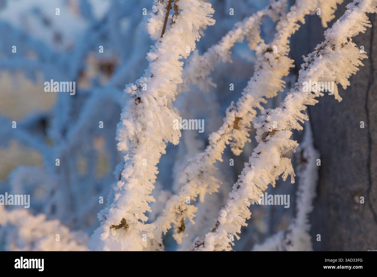 Hoarfrost crystals on branches Stock Photo