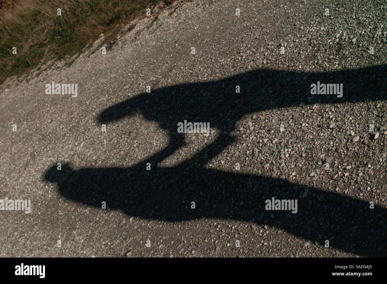Shadow of a couple at a baby belly shoot, man and woman form a heart ...