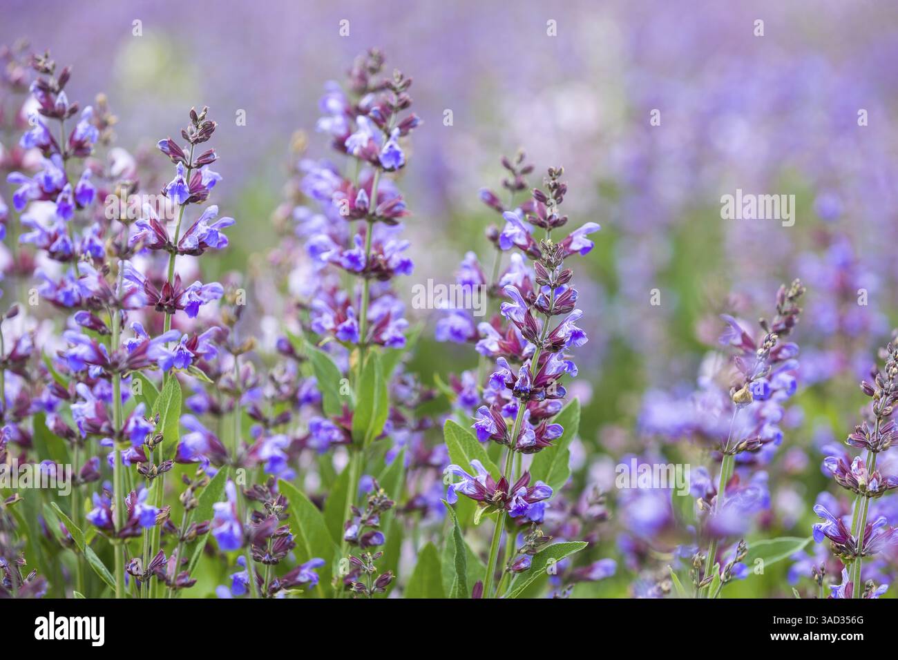 Common sage (salvia officinalis) in bloom, Freital, Saxony, Germany, Europe Stock Photo