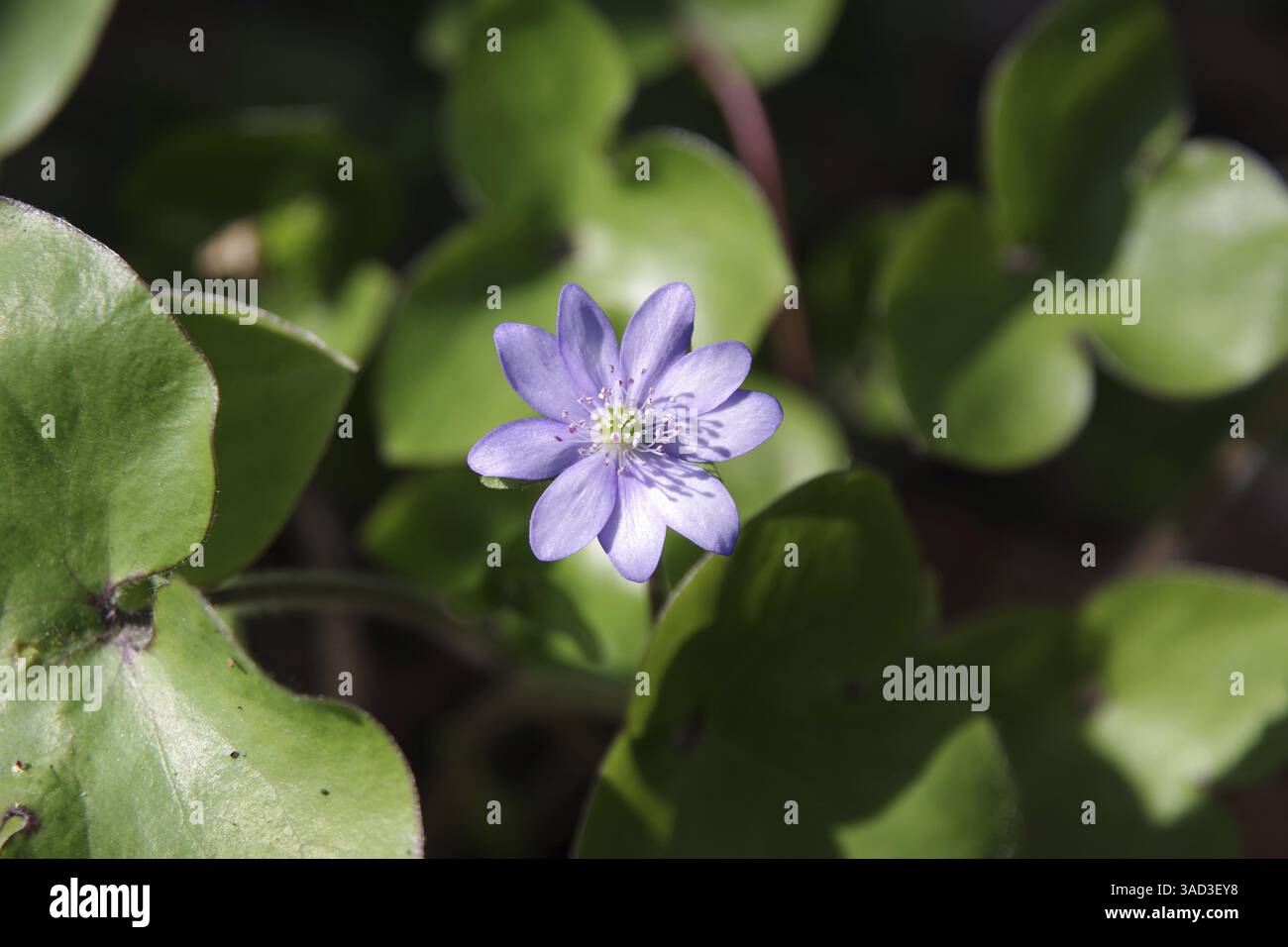 Common hepatica (Hepatica nobilis), flower, blue-violet, spring ...