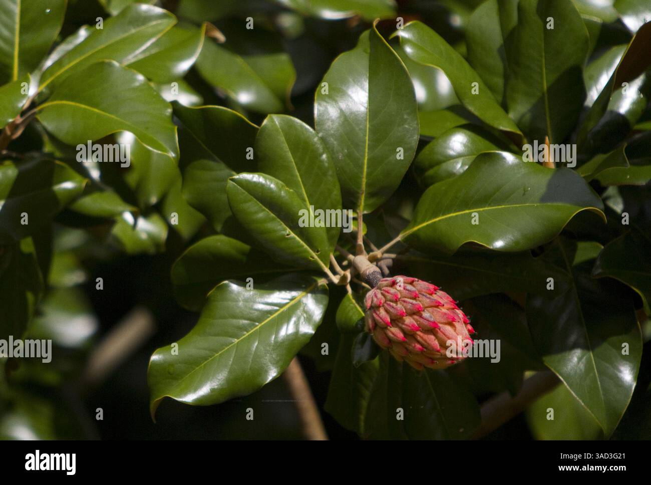 Sept. 19, 2011 - Williamsburg, VA, USA - A colorful seed pod hangs from a magnolia in the cemetery adjacent to Bruton Parish Church in Colonial Williamsburg, Virginia. (Credit Image: © Adrin Snider/Newport News Daily Press/MCT/ZUMAPRESS.com) Stock Photo