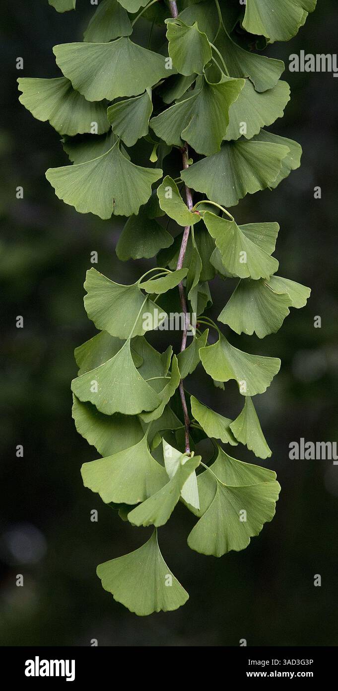 Sept. 19, 2011 - Williamsburg, VA, USA - A ginkgo tree grows in the cemetery adjacent to Bruton Parish Church in Colonial Williamsburg, Virginia. (Credit Image: © Adrin Snider/Newport News Daily Press/MCT/ZUMAPRESS.com) Stock Photo