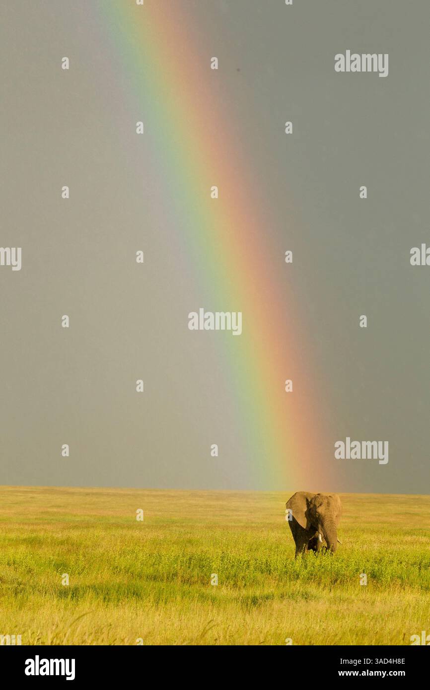 African elephant after rainstorm with rainbow, Serengeti National Park, Tanzania, Africa Stock Photo