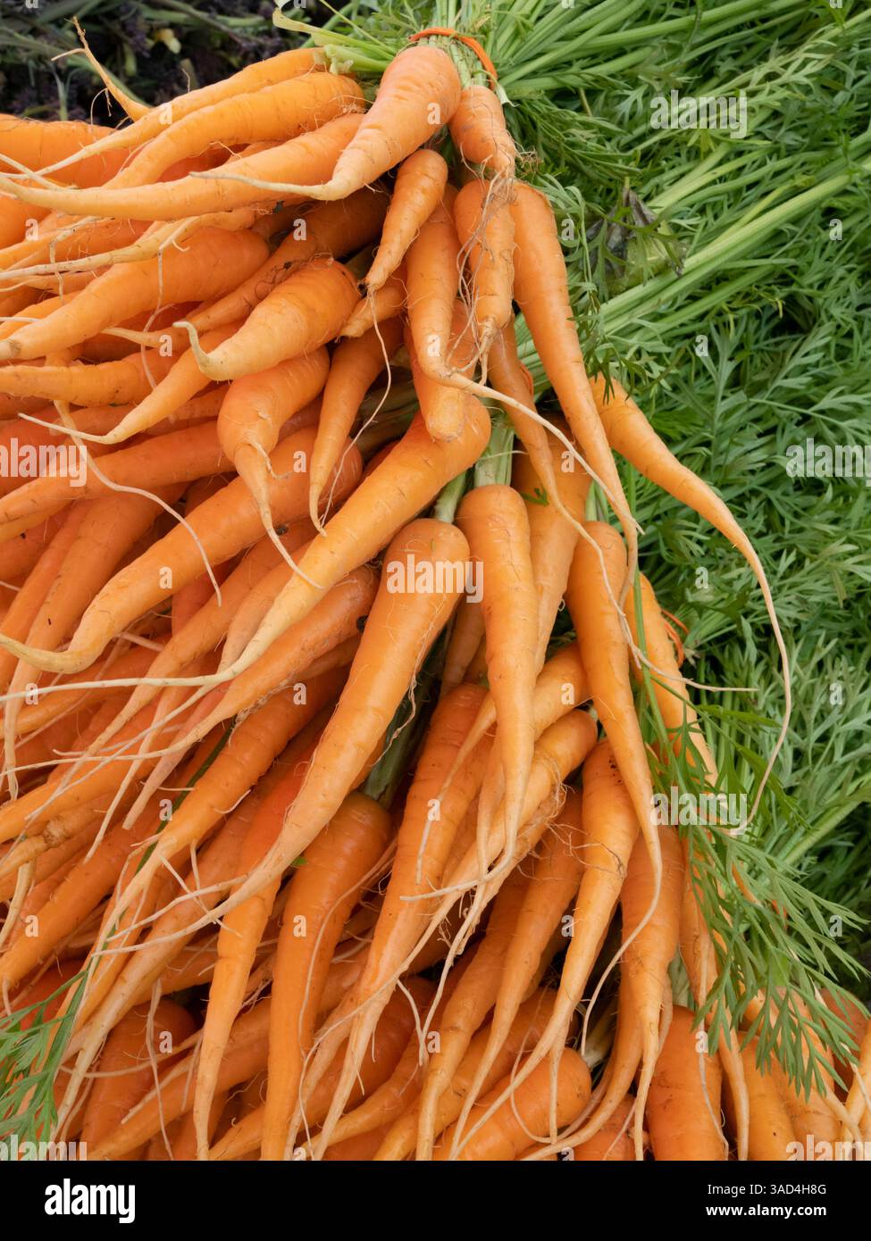 Still-life of young carrots. Stock Photo