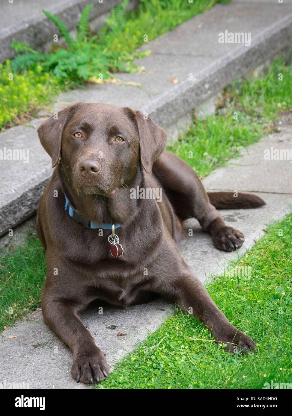 Chocolate Labrador dog portrait. Stock Photo