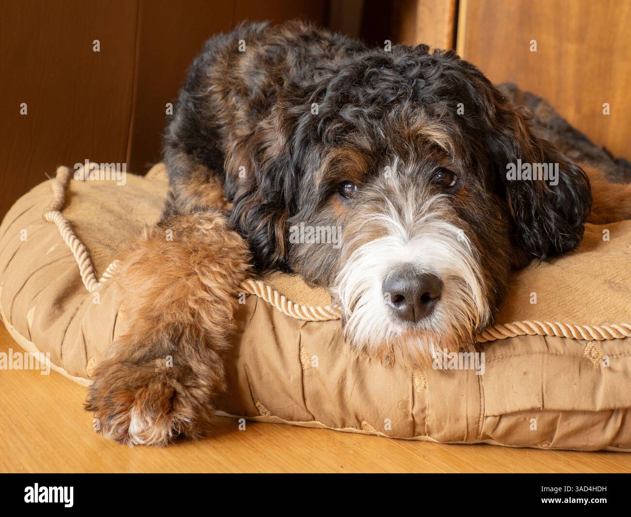 Bernedoodle dog lying on a dog bed. Stock Photo
