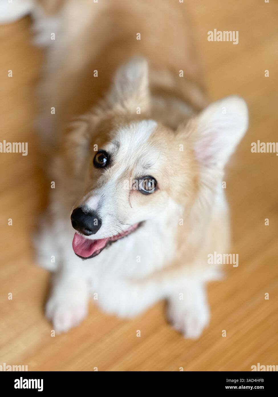 Welsh Corgi dog portrait looking up at camera Stock Photo - Alamy