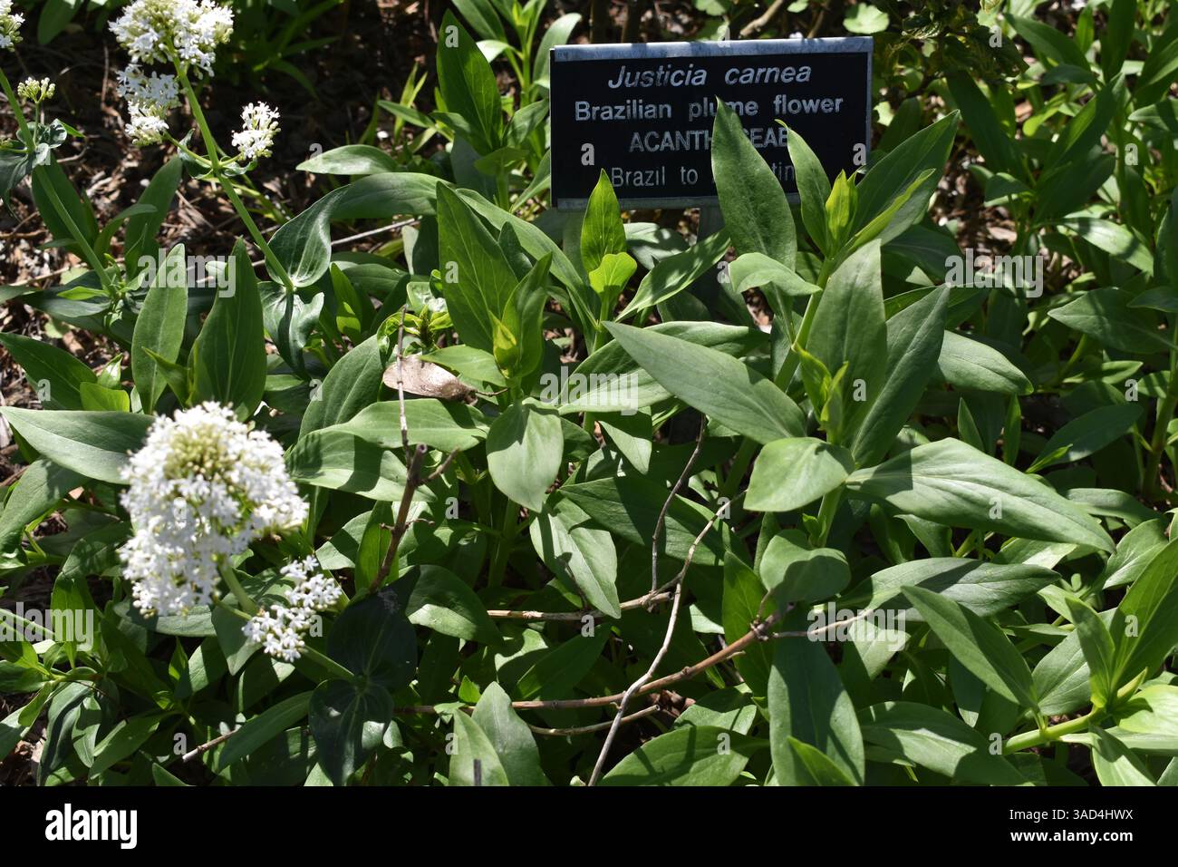 Captured within the diverse landscapes of the San Diego Botanic Garden in Encinitas, California, these photographs explore the rich tapestry of plant - Stock Image