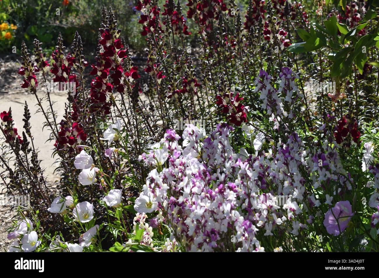 Captured within the diverse landscapes of the San Diego Botanic Garden in Encinitas, California, these photographs explore the rich tapestry of plant - Stock Image