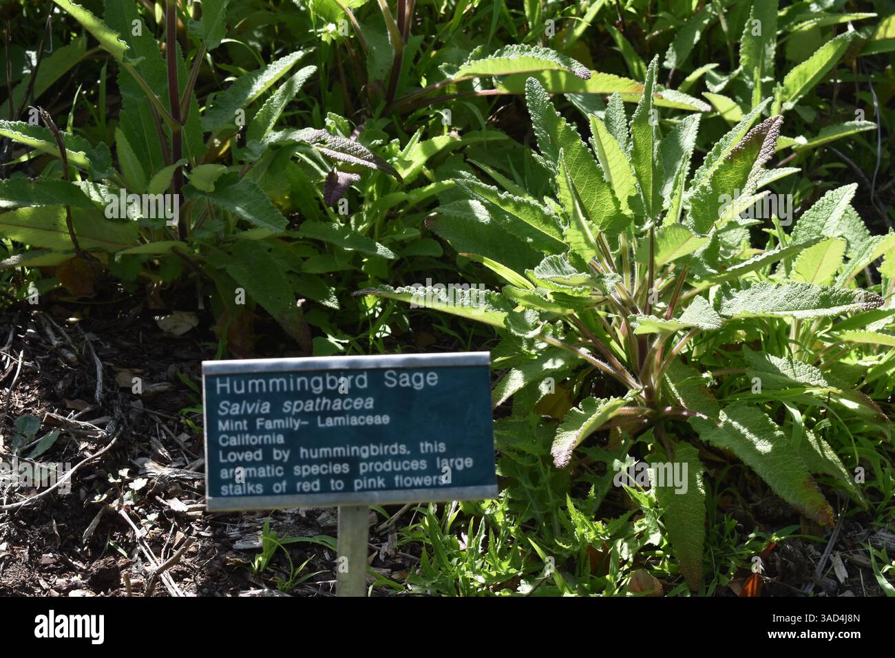 Captured within the diverse landscapes of the San Diego Botanic Garden in Encinitas, California, these photographs explore the rich tapestry of plant - Stock Image