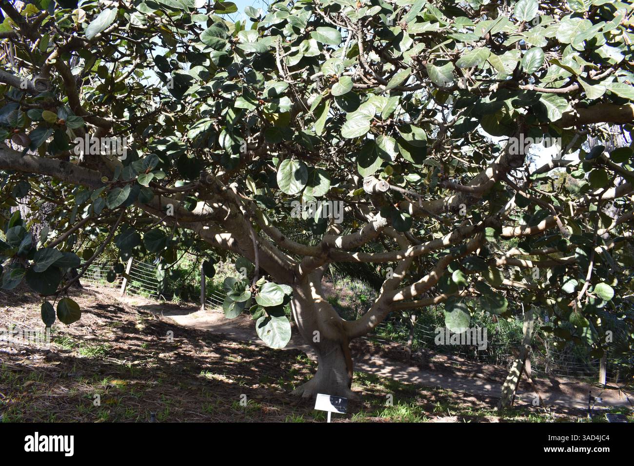 Captured within the diverse landscapes of the San Diego Botanic Garden in Encinitas, California, these photographs explore the rich tapestry of plant - Stock Image