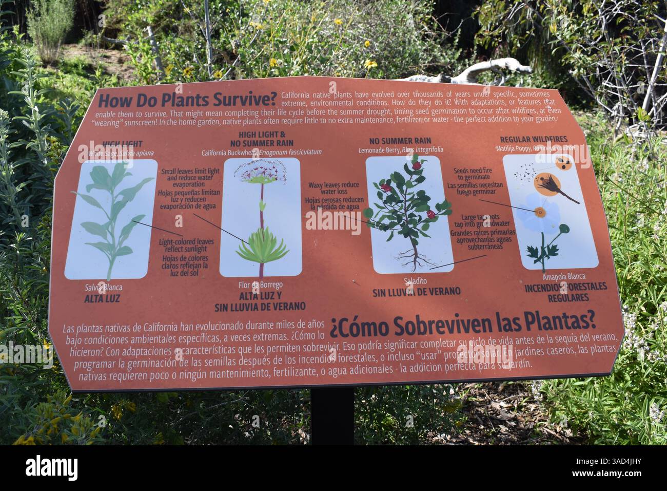 Captured within the diverse landscapes of the San Diego Botanic Garden in Encinitas, California, these photographs explore the rich tapestry of plant - Stock Image