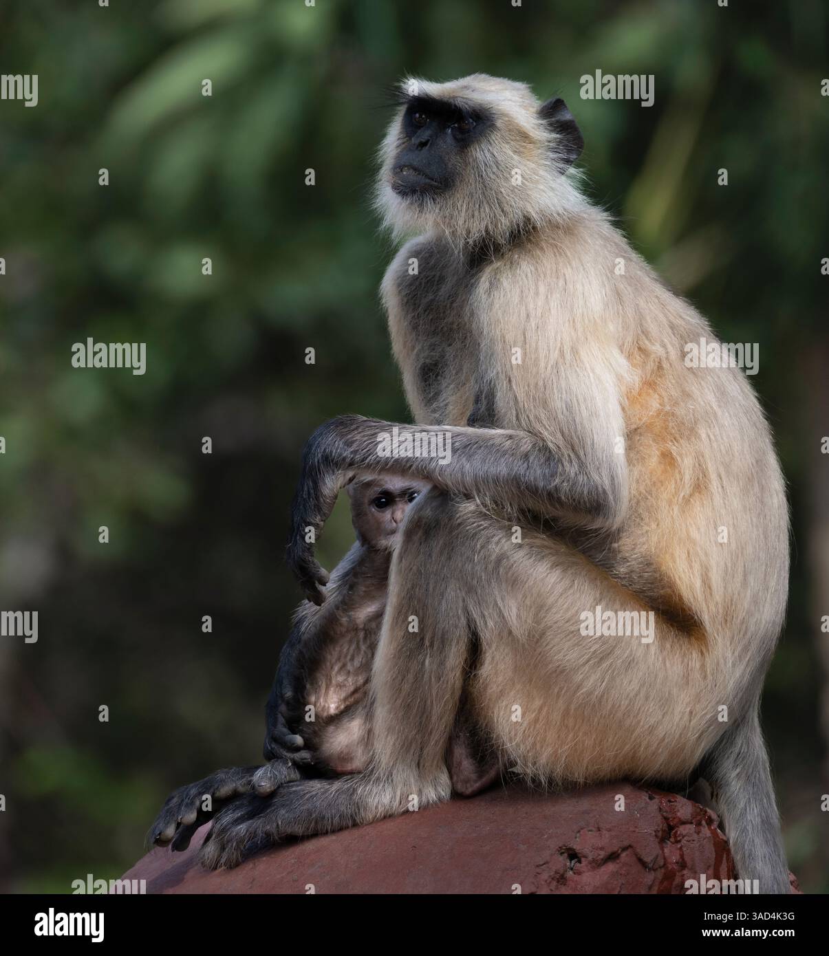 India, Rajasthan. Ranthambore National Park. Female Grey Langur monkey ...