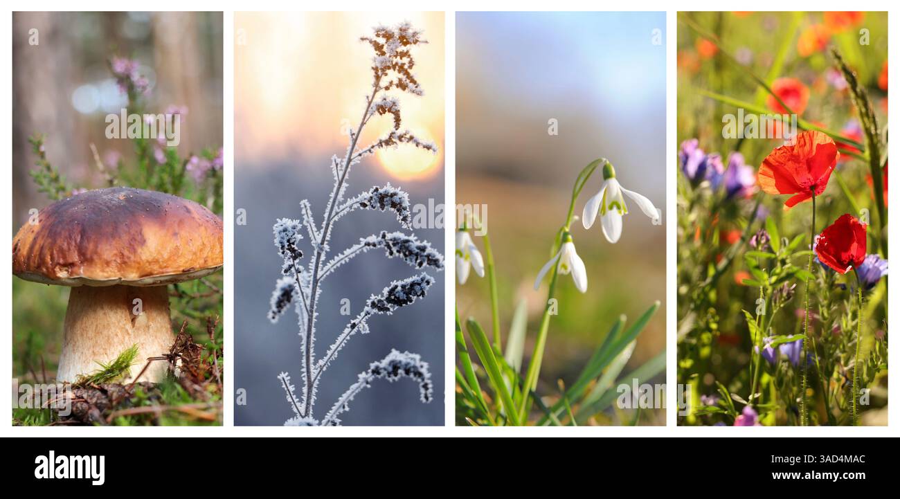 Four seasons of year. Collage with pictures of nature in winter, summer ...