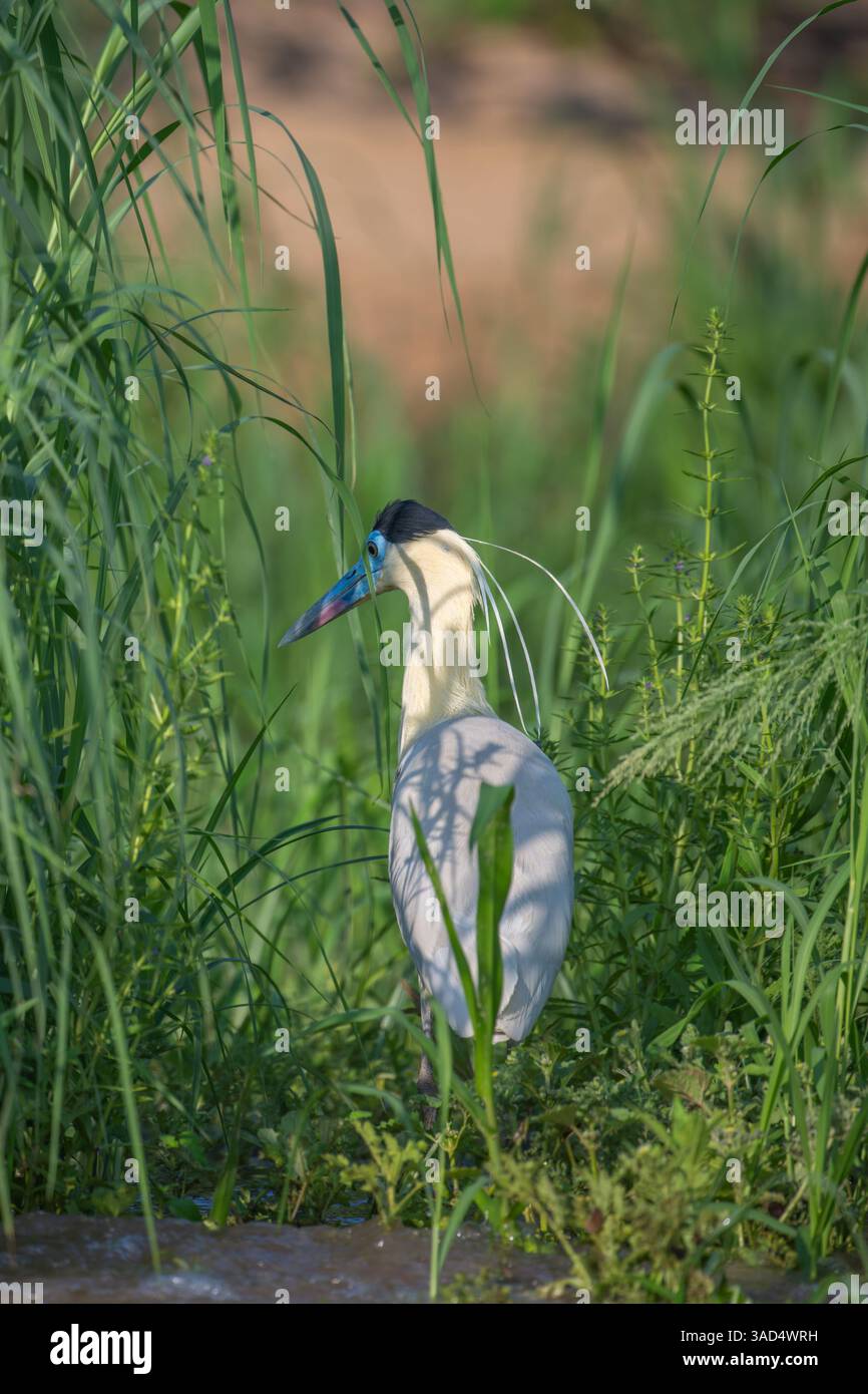 Capped Heron walking among tall green grass in the Pantanal Stock Photo