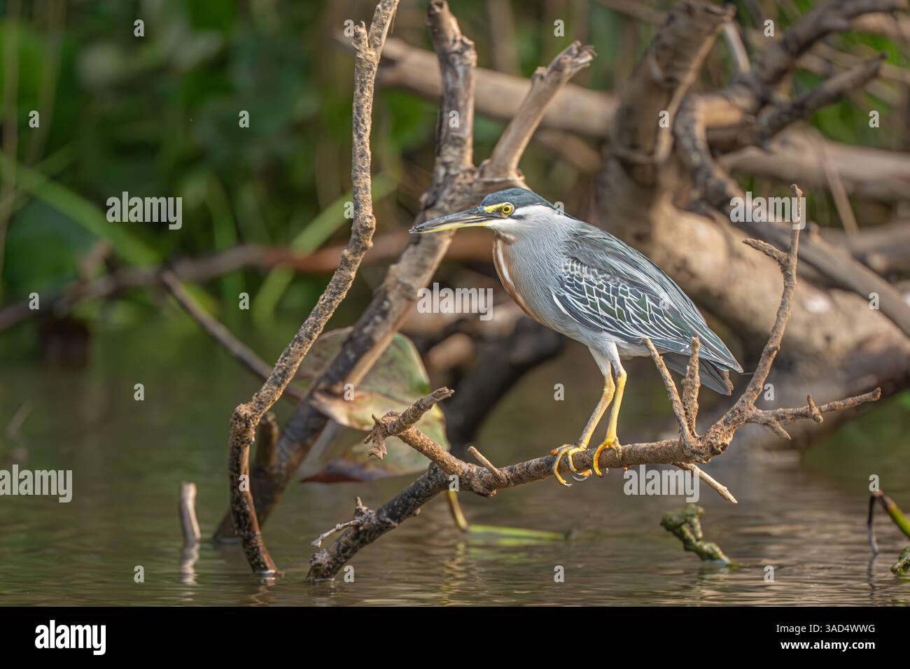 Striated Heron perched on a small branch near water in the Pantanal Stock Photo