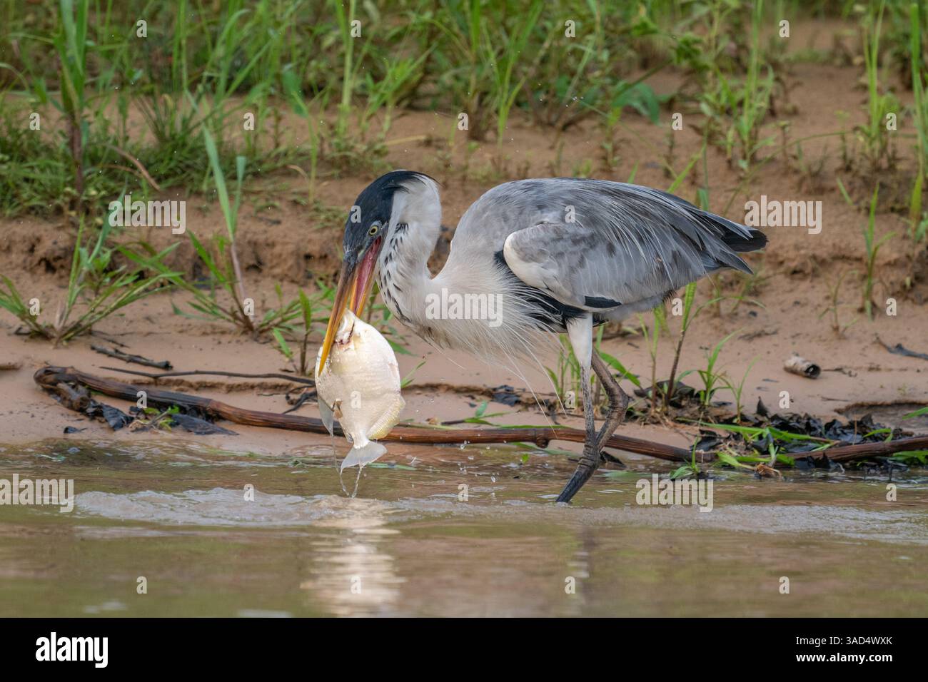 Cocoi Heron with a captured Piranha in its beak Stock Photo