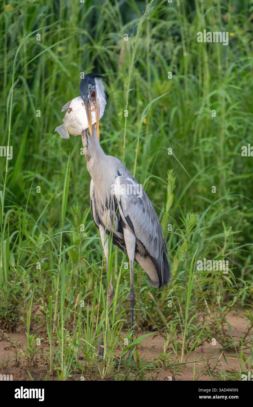 Cocoi Heron with a captured Piranha in its beak Stock Photo